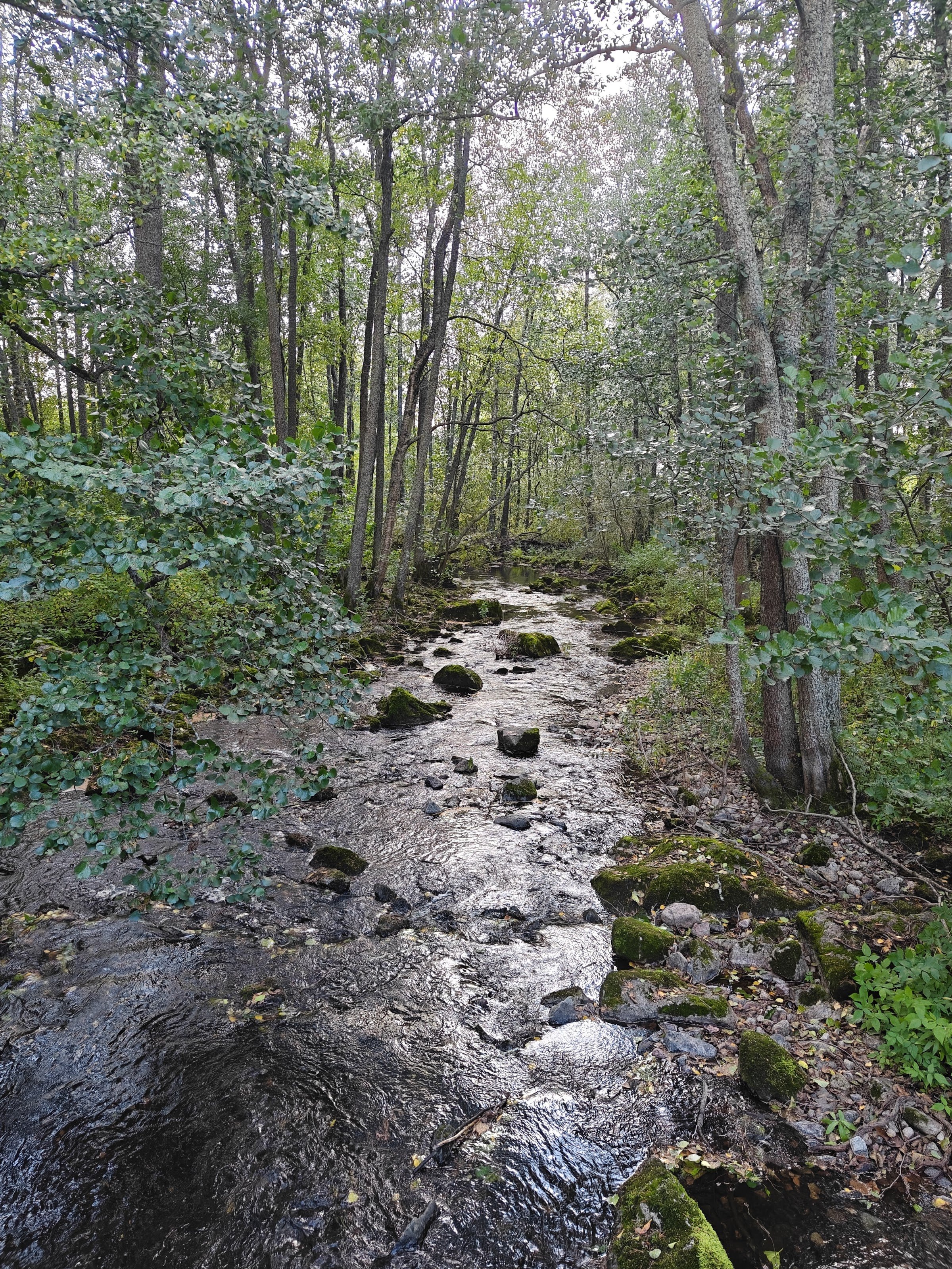 Kämärinkoski Rapids